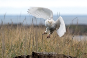 Snowy Owl